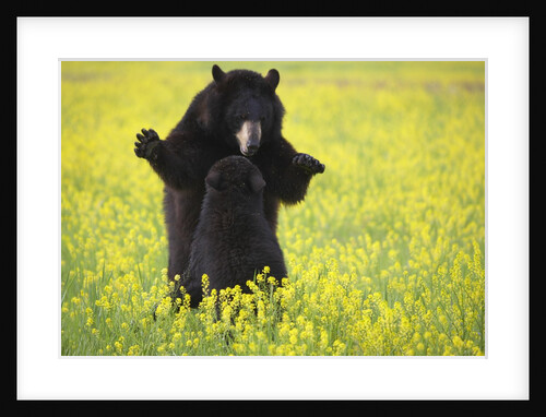 Black bears playing by Anonymous