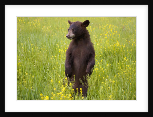 Black bear surveying area by Anonymous