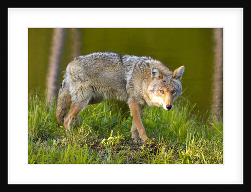 Coyote by Anonymous