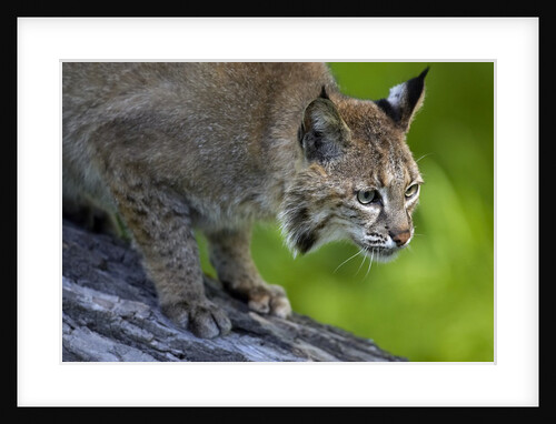 Lynx on log by Anonymous