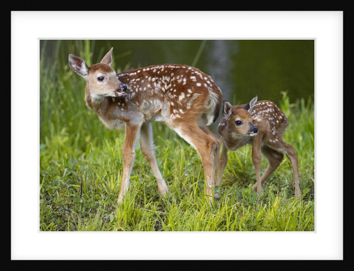 Two white-tailed deer fawns by Anonymous