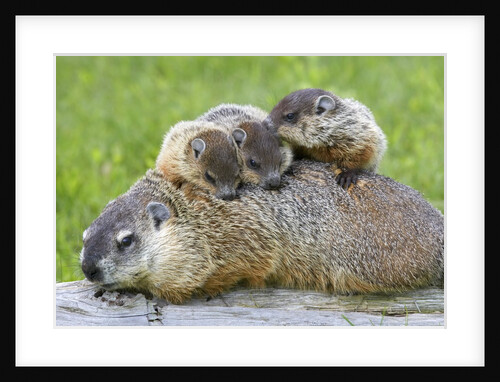 Woodchuck family by Anonymous