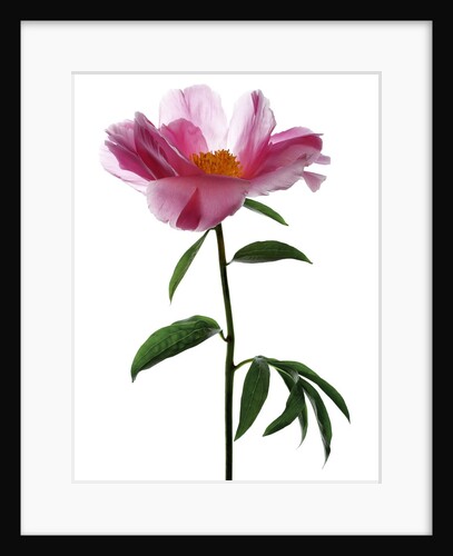 Pink peony by Anonymous