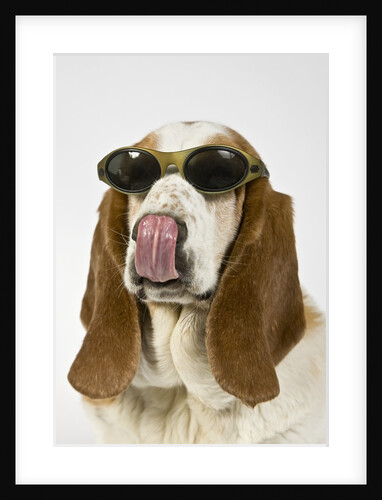 Bassett hound licking nose by Anonymous