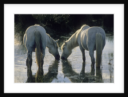 Camargue Horses by Anonymous