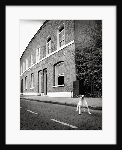 Jack Russell Terrier Standing near Curb by Anonymous