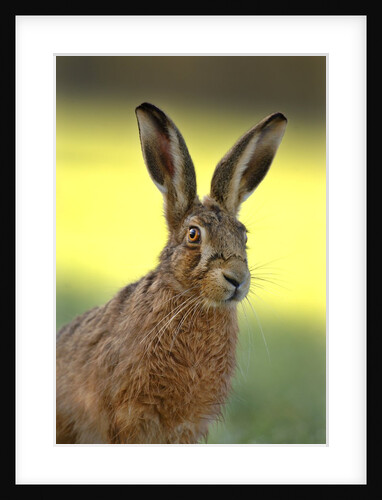 Alert Adult Brown Hare by Anonymous