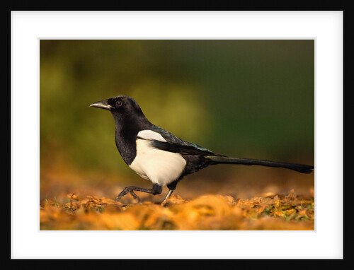 Adult Magpie in Autumn Leaves by Anonymous