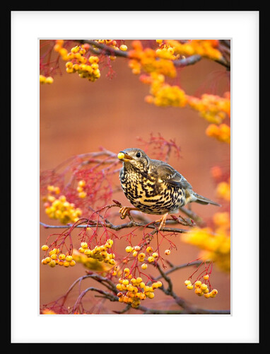 Mistle Thrush Feeding in a Rowan Tree by Anonymous