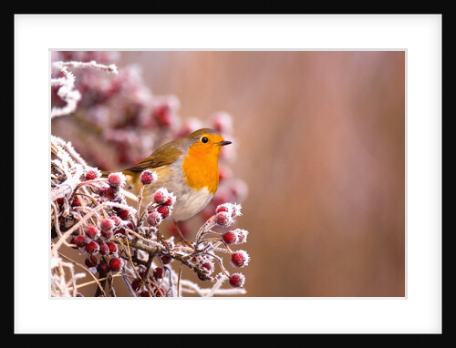 Robin Perching on a Frost-Covered Branch by Anonymous