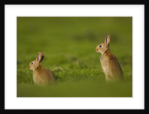 Alert Adult Rabbits by Anonymous