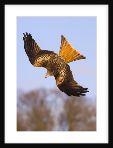Red Kite in flight by Anonymous