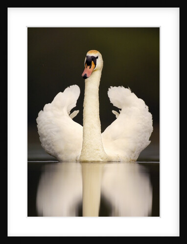 Adult Mute Swan in Threat Posture by Anonymous