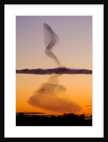Flock of Starlings Avoiding a Peregrine Falcon at Dusk by Anonymous