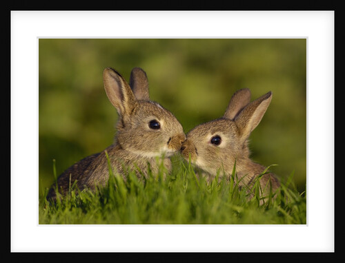 Young Rabbit Kits Rubbing Noses by Anonymous