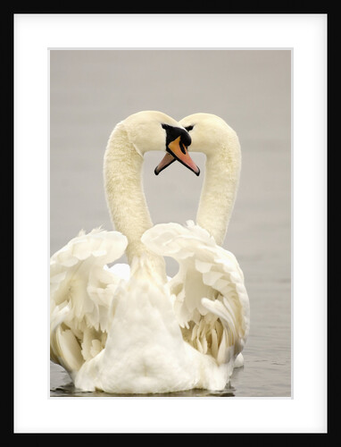 Mute Swan Pair During Their Courtship Ritual by Anonymous
