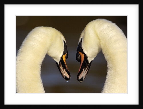 Mute Swan Pair During Their Courtship Ritual by Anonymous