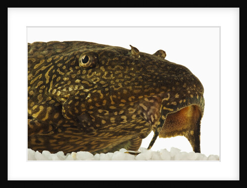 Leopard sailfin catfish by Anonymous