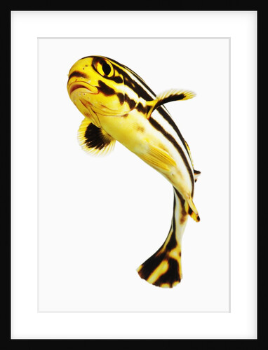 Juvenile Oriental sweetlip fish by Anonymous