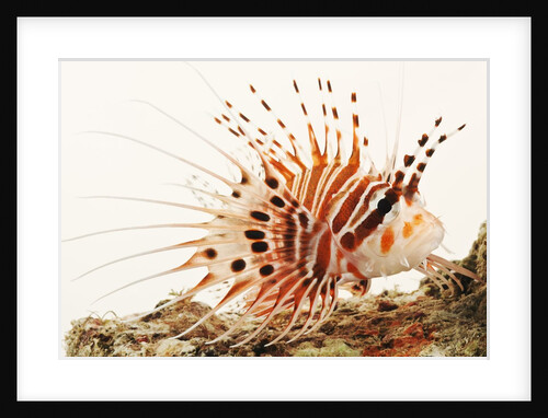 Spotfin lionfish by Anonymous