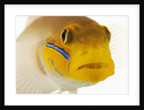 Blue-streak goby by Anonymous