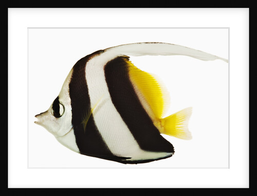 Longfin bannerfish by Anonymous