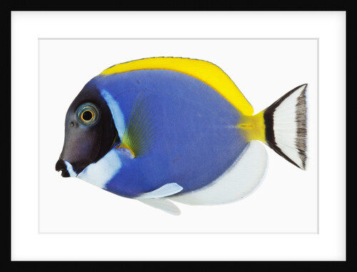 Powder blue tang by Anonymous