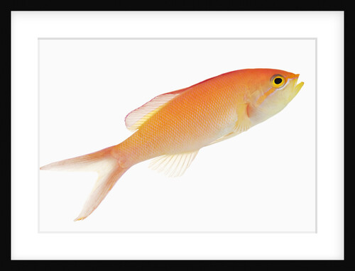 Redfin anthia by Anonymous