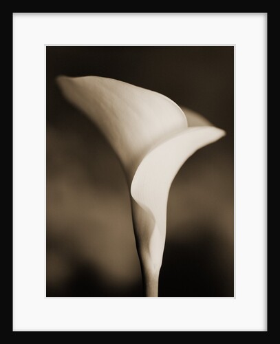Calla Lily by Tom Marks