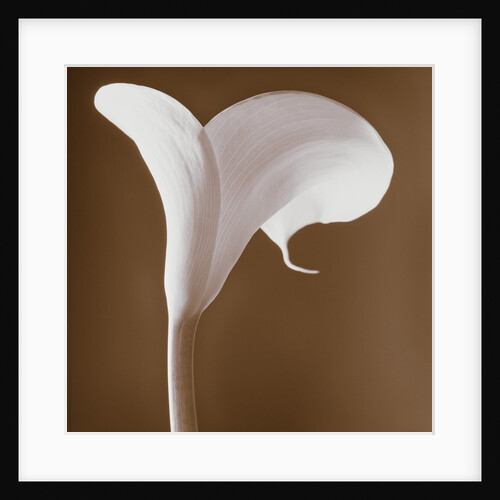 Calla Lily by Tom Marks