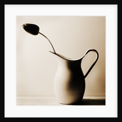 Dark Tulip in Old Enamel Water Pitcher by Tom Marks