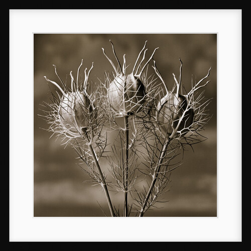 Aliens from the Garden by Tom Marks