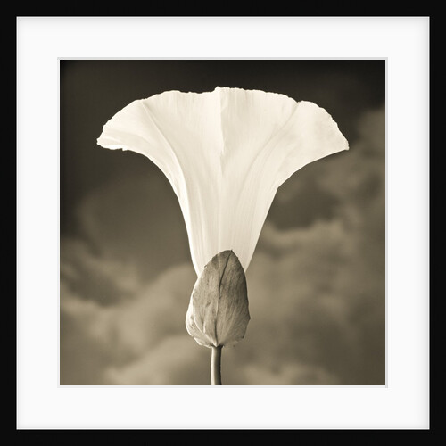 Morning Glory with Clouds by Tom Marks