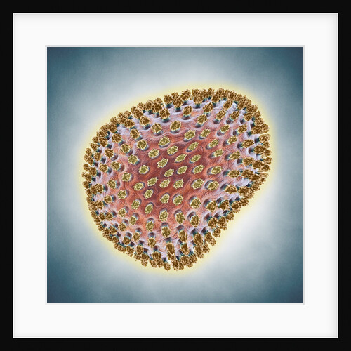 A(H1N1) (Swine flu) virus illustration by Anonymous