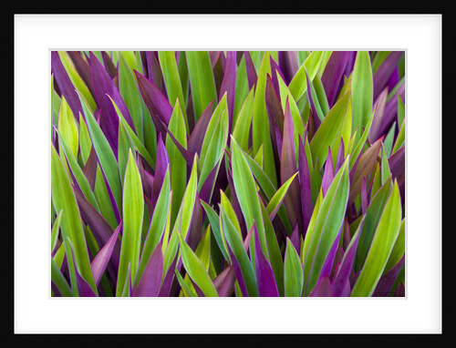 Colorful Plant in Palau by Anonymous