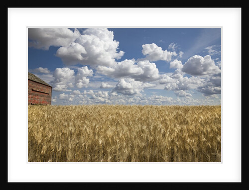 Old Barn in Wheat Field by Anonymous