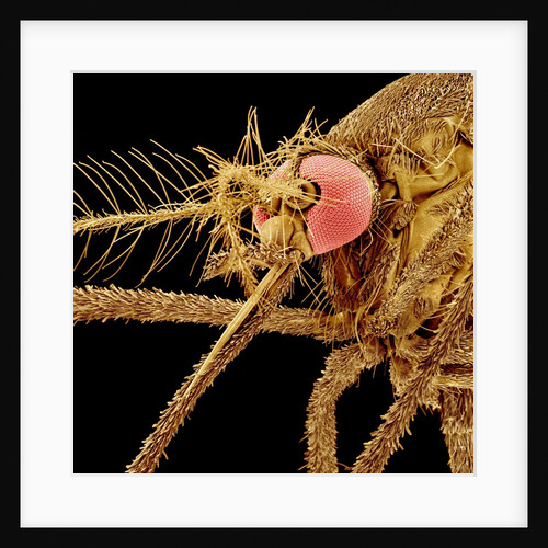 Female Asian Tiger Mosquito by Anonymous