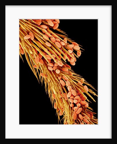 Leg of a bee with pollen by Anonymous