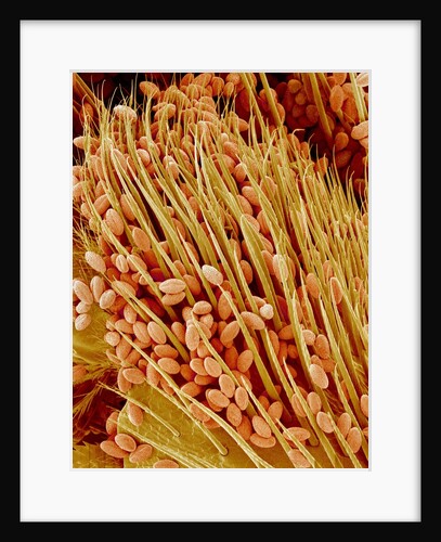 Leg of a bee with pollen by Anonymous