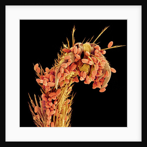 Leg of a bee with pollen by Anonymous