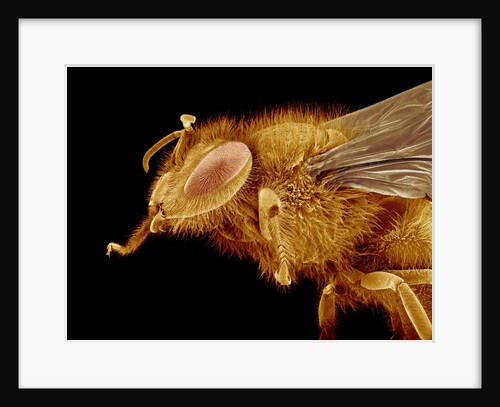 Head of a Honeybee by Anonymous