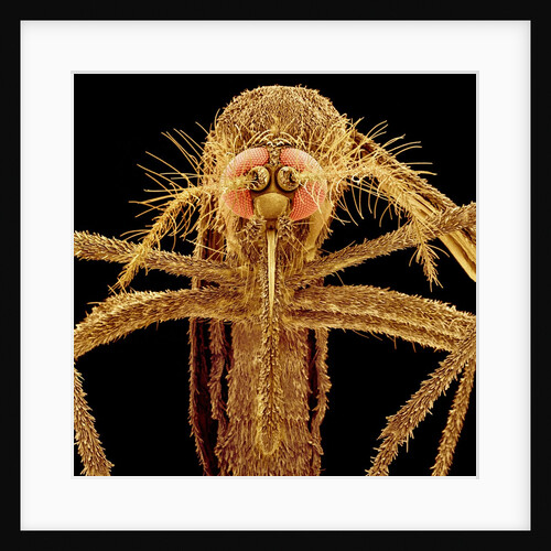 Female Asian Tiger Mosquito by Anonymous