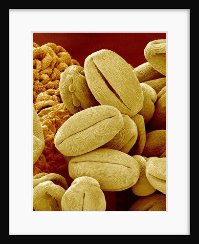 Pollen of Cherry Blossom by Anonymous