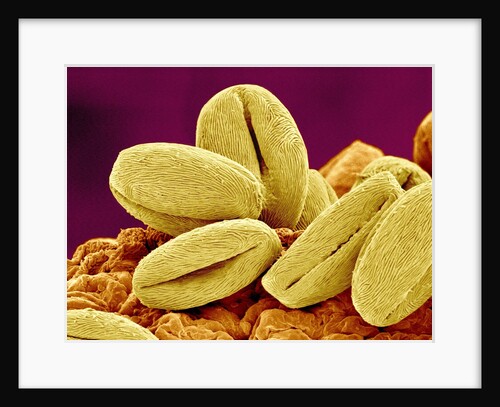 Pollen of Cherry Blossom by Anonymous