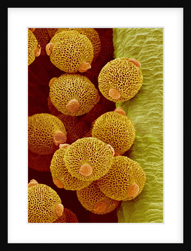 Geranium pollen in anther by Anonymous