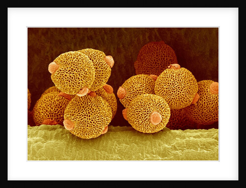 Geranium pollen in anther by Anonymous