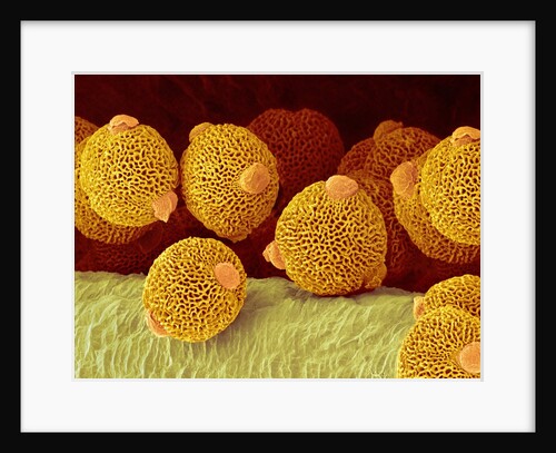 Geranium pollen in anther by Anonymous