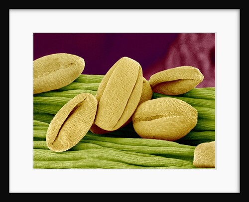 Pollen of Cherry Blossom by Anonymous