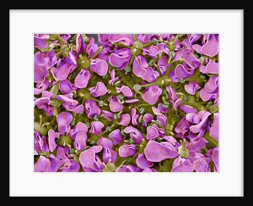 Flower of a parsley plant by Anonymous