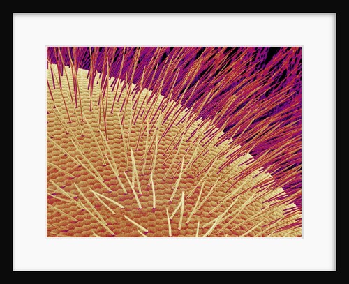 Compound eye of a honeybee by Anonymous